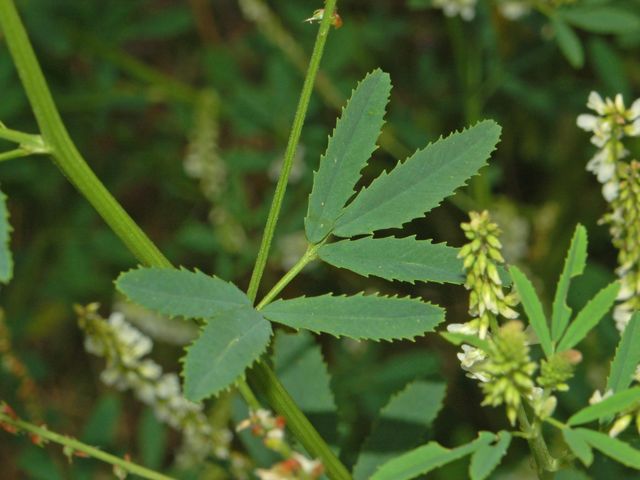 Trigonella alba  (=Melilotus albus) / Meliloto bianco